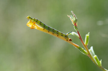 Sphynx moth caterpillar in morning light