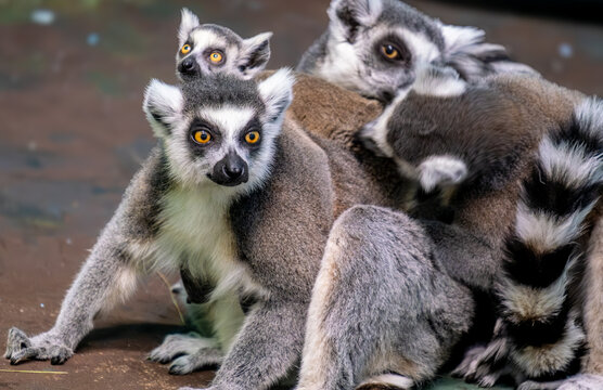 A family of feline lemurs in close-up.