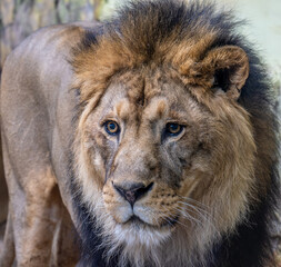 An adult lion with a mane in close-up.