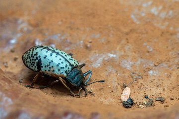 Pleasing Fungus Beetle (Gibbifer californicus) on fungus