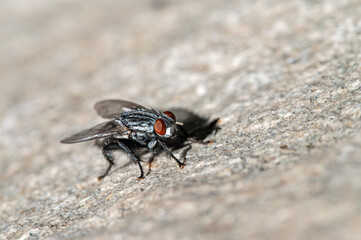 Fly on rock