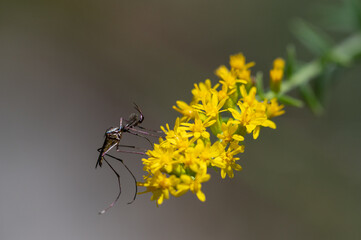 Black mosquito with frilly antennae on goldenrod