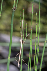 Arizona Walkingstick (Diapheromera arizonensis)
