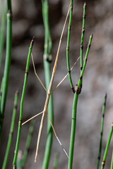 Arizona Walkingstick (Diapheromera arizonensis)
