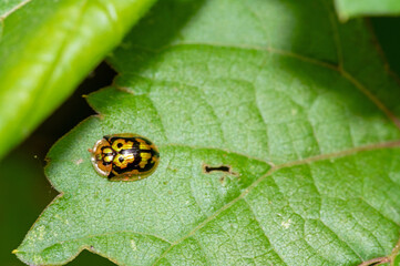 Mottled Tortoise Beetle (Deloyala guttata)