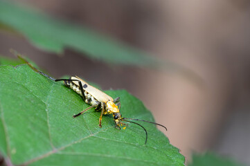 Soldier beetle (Chauliognathus misellus)