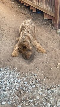 Briard Puppy Digging hole in dirt running away giving up. Brown Tawny Fluff Furry Dog. Leaving a mess. Funny. Cute