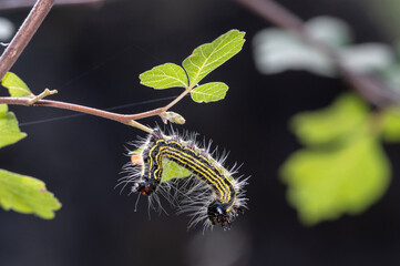 Yellow-necked Caterpillar Moth (Datana ministra)
