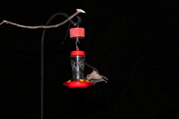Naklejka premium Nectar-feeding bat at hummingbird feeder