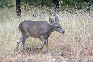 Coues White-tailed Deer (Odocoileus virginianus couesi)