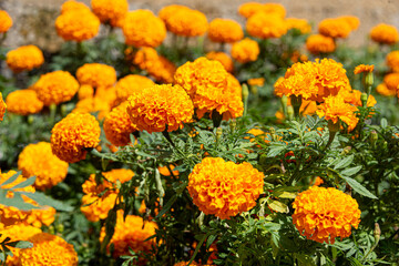 Vibrant Marigold Flowers for Day of the Dead Celebration in Mexico