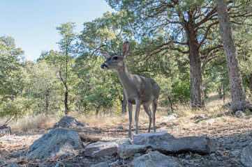Coues White-tailed Deer (Odocoileus virginianus couesi)