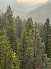 Detailed texture of green forest. Background of tree tops on hillside. 