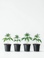 Four green plants in black pots against a white isolated background.