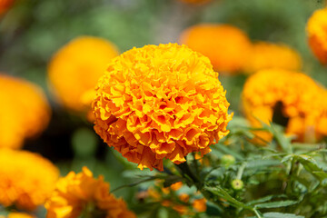 Vibrant Marigold Flowers for Day of the Dead Celebration in Mexico