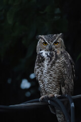 great horned owl sitting on a powerline during twilight. 