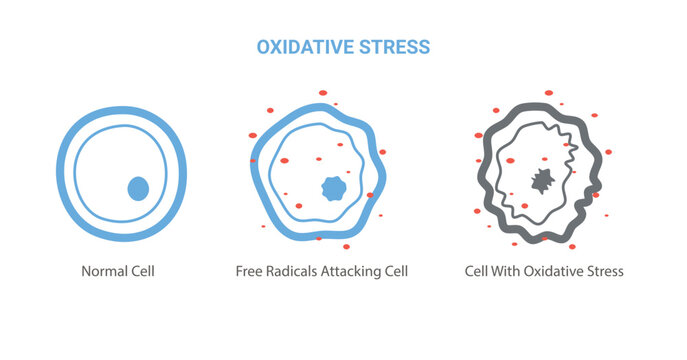 Oxidative Stress cell diagram. Free radicals attacking cell