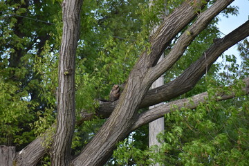 Barred owl on tree