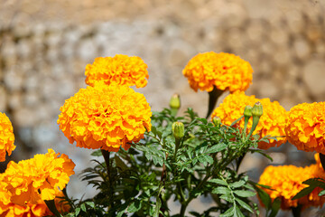 Vibrant Marigold Flowers for Day of the Dead Celebration in Mexico