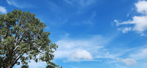 Fototapeta premium Summer sky with scattered white clouds. View from below shows the branches of a large tree and a clear sky. Cloudy blue sky with trees. fresh green leaves. blue sky with clouds, 