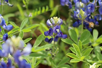 A bee with a bluebonnet