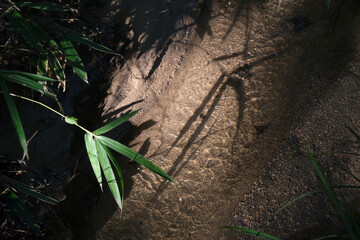 水の流れに影さす笹の葉