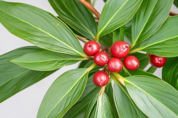 Obraz premium Brightly lit boho corner with natural fiber furniture and vibrant indoor plants creating a welcoming atmosphere