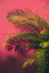 Green palm leaves on red wall building background 