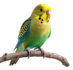 Fototapeta premium A green and yellow parakeet perched on a branch. The bird has a blue and yellow striped tail