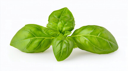 Obraz premium Basil Leaves Isolated on White Background 