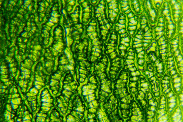 Detalle microscópico de cèlulas de musgo con clorofila
