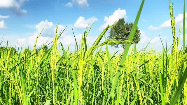 Jasmine rice, Sukruangthong, quality rice of Asia