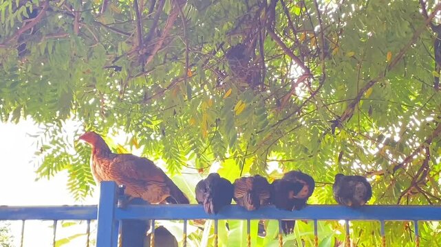 Asian broiler chicken breeds Making Livestock for Food
