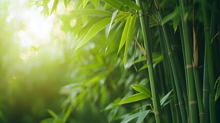Green Bamboo Forest Sunlight