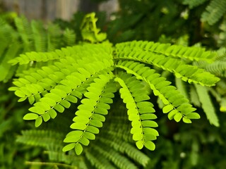Sengon leaves (Albizia chinensis) close up