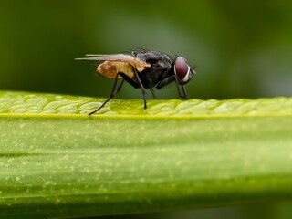 house fly on a leaf with a blurred background