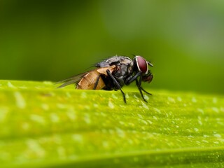 house fly on a leaf with a blurred background