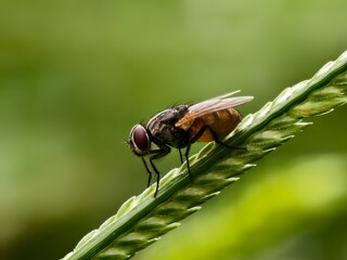 house fly on plant stem with blur background