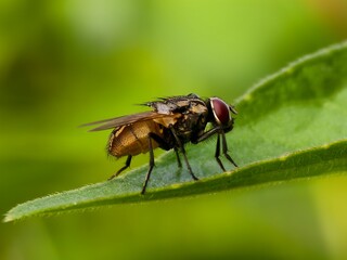 house fly on green leaf with blur background
