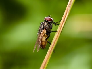 house fly on plant stem with blur background