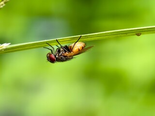 House flies under plant stems with blurred background