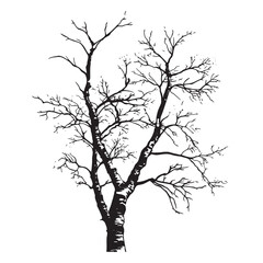 Obraz premium silhouette a Birch tree 