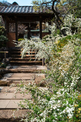 鎌倉 海蔵寺の山門のユキヤナギ