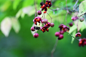 開き始めたツリバナの実