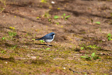 地面に下りた春のコルリ