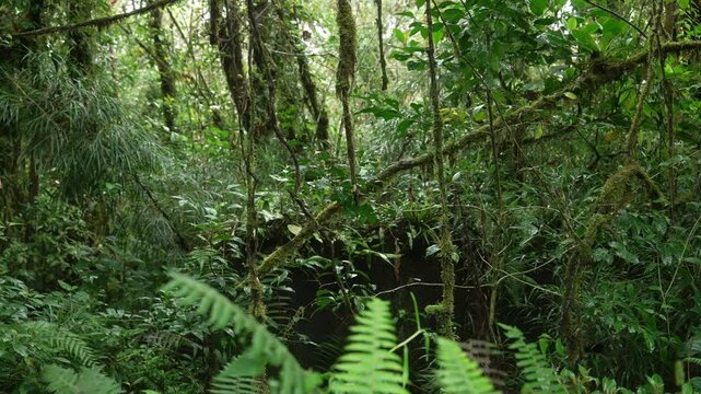 Detalle de la vegetaci&oacute;n bajo la lluvia en un bosque tropical h&uacute;medo de Costa Rica, con musgo y helechos creciendo sobre los &aacute;rboles