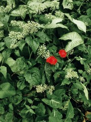 Background of leaves and flowers