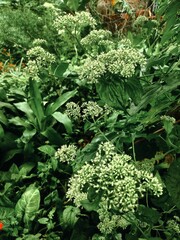 Background of leaves and flowers