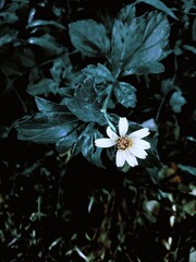 Background of leaves and flowers