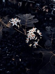 Background of leaves and flowers